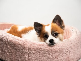 Wall Mural - Portrait of the cute fluffy puppy of pomeranian spitz. Copy space for text.