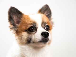 Poster - Portrait of the cute fluffy puppy of pomeranian spitz. Copy space for text.