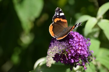 Wall Mural - Beautiful red Admiral butterfly collecting nectar from a purple Buddleja davidii flower