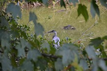 Shallow Focus Of A Grey Heron Standing Near A Pond Near Lakeland