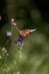 Poster - Peacock butterfly on a thistle field in Germany