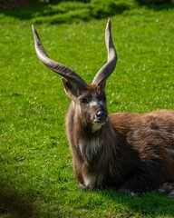 Poster - Beautiful deer lying on the grass