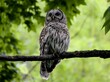 Close-up shot of a barred owl on a branch