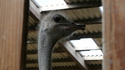 Poster - Closeup shot of a fuzzy ostrich head in a zoo, a side profile