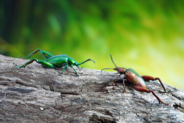 Wall Mural - Beetle : Frog-legged beetles or leaf beetles (Sagra femorata) in tropical forest of Thailand. One of world most beautiful beetles with iridescent metallic colors. Selective focus