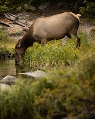 Vertical shot of wild deer drinking water