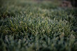 Kentucky Blue Grass With Morning Dew