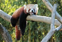 A Cute Red Panda Is Relaxing And Sleeping On A Tree During The Summer Heat