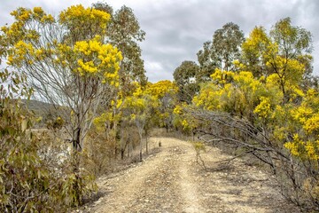 Wall Mural - Unpaved road amid beautiful wattle trees under the gloomy sky