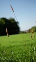 Vertical Closeup Shot Of A Foxtail Grass