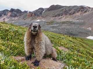 Poster - Cute shot of the Hoary marmot in the field and mountains in the background