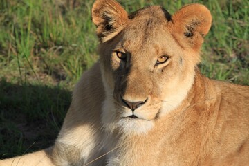 Wall Mural - Closeup of a majestic lioness resting on green grass in a field