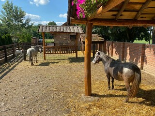 Poster - Number of cute domestic pony horses on a ranch in a rural area on a sunny day