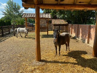 Poster - Number of cute domestic pony horses on a ranch in a rural area on a sunny day