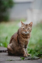 Wall Mural - Closeup shot of a brown cat with a scary look, with green grass in the background