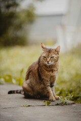 Wall Mural - Closeup shot of a brown cat with a scary look sitting outdoors