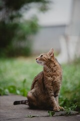 Wall Mural - Closeup shot of a brown cat sitting on the stone and looking aside