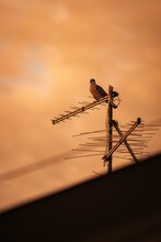 Adorable Common Wood Pigeon Perched On Roof Antenna Against Blur Sunset Sky Background