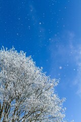 Sticker - Vertical shot of trees in winter with snow on branches in daylight