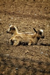 vertical view of two american pygmy goats on the soil