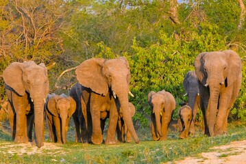 Poster - Herd of elephants, Tanzania