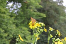 Butterfly Sitting On The Pistil Of A Yellow Wildflower With Trees In The Background,closeup Shot