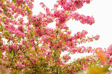 Canvas Print - Low-angle view of the pink flowers of an apple tree during a beautiful spring afternoon