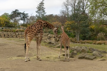 Poster - Animals in captivity Dublin Irel