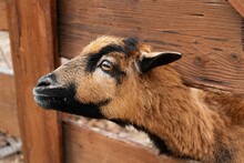 Closeup Of The Head Of West African Dwarf Sheep Behind The Wooden Fence In The Farm