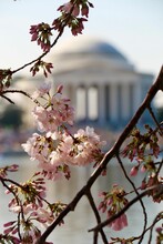 Vertical Closeup Of Cherry Blossoms With Blur Thomas Jefferson Memorial In The Background