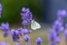 Selective Focus Shot Of Cabbage White Butterfly On Lavender Flower