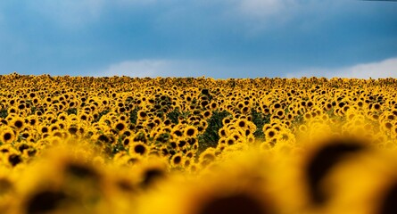Wall Mural - Scenic view of beautiful yellow sunflower field against a blue sky