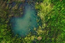 Closeup Shot Of A Puddle Surrounded By Fresh Green Grass In The Daylight