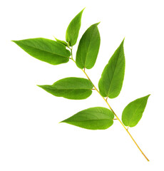 Poster - green leaf on transparent background png file