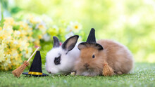 Lovely Bunny Easter Fluffy Baby Rabbit In Witch Hat And Wooden Witch Broom On Colorful Flowers Green Garden Nature Background On Warmimg Day. Symbol Of Easter Day Festival. Halloween Concept.