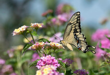 Swallowtail Butterfly On Lantana Flower