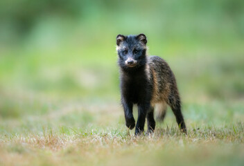 common raccoon dog ( nyctereutes viverrinus )