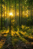 Fototapeta Las - Magical sunset in the forest.