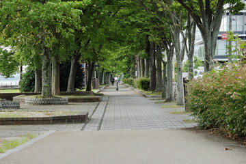 Naklejka na meble 琵琶湖岸の公園の風景