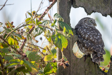 Sticker - little owl 