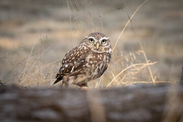 Poster - Little Owl