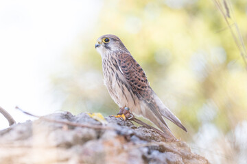 Canvas Print - Kestrel