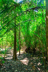 Sticker - View of Jozani forest in Zanzibar, Tanzania