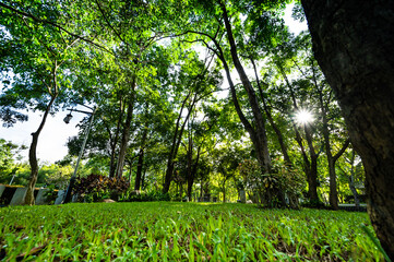 Wall Mural - Landscape of Public Park in Chiang Mai Province