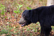 Sloth Bear looking for the food on the leafy ground of Tadoba National Park