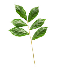 Poster - fresh green leaves on transparent background png file