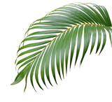 Fototapeta Dziecięca - tropical green palm leaf tree isolated on white background
