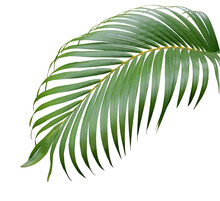 Tropical Green Palm Leaf Tree Isolated On White Background