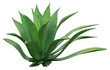 clump cactus palm tree leaf on transparent background png file