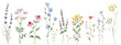 Beautiful floral set with watercolor hand drawn summer wild field flowers. Stock illustration. Clip art.